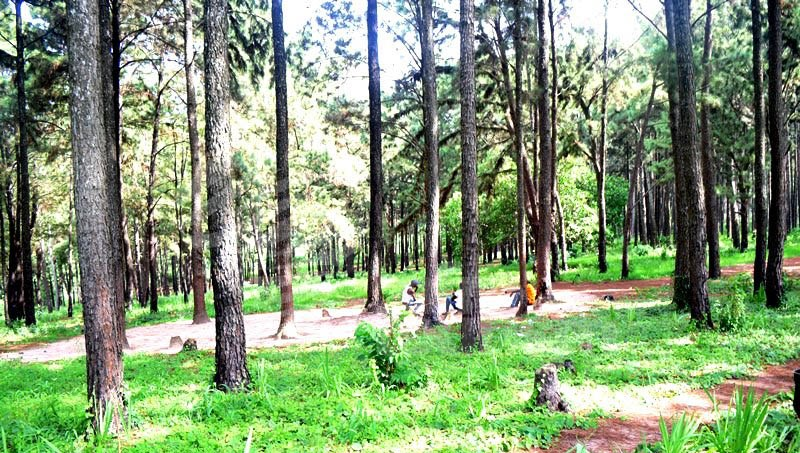  Ngwo Pine Forest and Cave